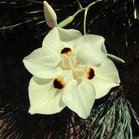 <i>Dietes bicolor</i>  (Steud.) Sweet ex Klatt